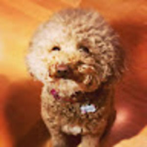 Meet your Posher, Adrienne